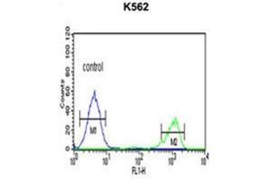 ADH7 Antibody (C-Term) flow cytometric analysis of K562 cells (right histogram) compared to a negative control cell (left histogram). (ADH7 antibody  (C-Term))