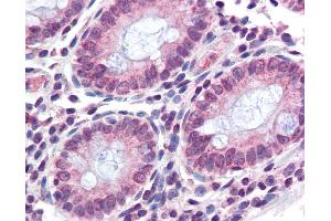 Anti-TMPRSS4 antibody IHC of human colon. (TMPRSS4 antibody  (N-Term))