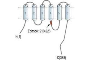 Representative domain view of the target of ABIN7885477.