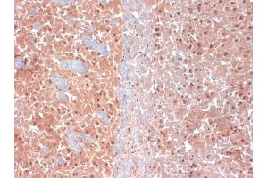 IHC analysis of KCNQ4 in frozen sections of mouse brain extract using KCNQ4 antibody. (KCNQ4 antibody  (AA 2-77) (FITC))