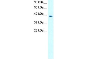 CHRNA1 antibody used at 1.