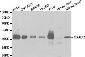 Western blot analysis of extracts of various cell lines, using CXADR antibody (ABIN5970924) at 1/1000 dilution. (Coxsackie Adenovirus Receptor antibody)
