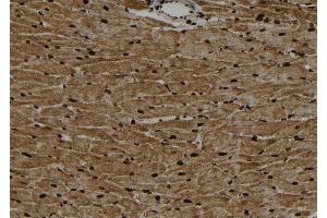 ABIN6267100 at 1/100 staining Rat heart tissue by IHC-P. (ARNTL antibody  (pSer42))