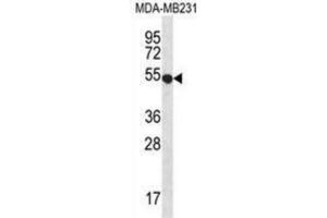 Western blot analysis in MDA-MB231 cell line lysates (35ug/lane) using GPR34  Antibody . (GPR34 antibody  (Middle Region))