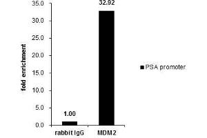 Chromatin Immunoprecipitation (ChIP) image for anti-Mdm2, p53 E3 Ubiquitin Protein Ligase Homolog (Mouse) (MDM2) (Center) antibody (ABIN2854782)