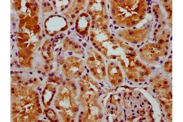 GSX2 antibody  (AA 15-118)