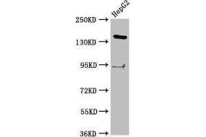 Western Blot Positive WB detected in: HepG2 whole cell lysate All lanes: INO80 antibody at 2. (INO8 (AA 1365-1495) antibody)