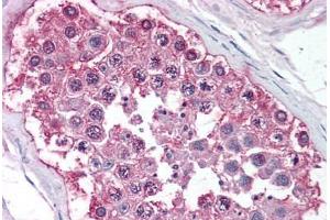 Human Testis (formalin-fixed, paraffin-embedded) stained with NR0B1 antibody ABIN213502 at 10 ug/ml followed by biotinylated goat anti-rabbit IgG secondary antibody ABIN481713, alkaline phosphatase-streptavidin and chromogen. (NR0B1 antibody  (Ligand Binding Domain))