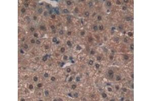 Figure. (SELENBP1 antibody  (AA 46-286))