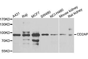 Western blot analysis of extracts of various cell lines, using CD2AP antibody. (CD2AP antibody)