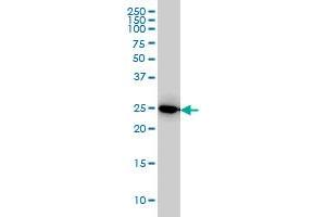 IL27 monoclonal antibody (M01), clone 3F12 Western Blot analysis of IL27 expression in HeLa .