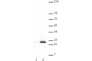 Histone H3 acetyl Lys9 antibody tested by Western blot. (Histone 3 antibody  (H3K9ac))