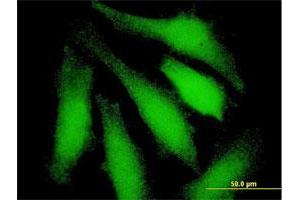 Immunofluorescence of purified MaxPab antibody to UBA7 on HeLa cell. (UBA7 antibody  (AA 1-1012))