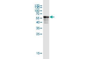 Western Blot detection against Immunogen (59. (LACTB2 antibody  (AA 1-288))