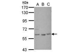 Image no. 1 for anti-GLIS Family Zinc Finger 1 (GLIS1) (Internal Region) antibody (ABIN1496043) (GLIS1 antibody  (Internal Region))