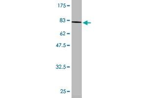 Western Blot detection against Immunogen (81. (DLD antibody  (AA 1-509))