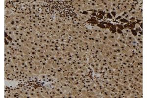 ABIN6257756 and ABIN6273652 at 1/100 staining Mouse liver tissue by IHC-P. (IL16 antibody  (C-Term))