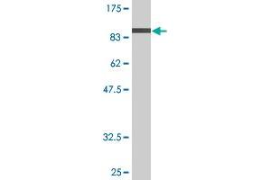 Western Blot detection against Immunogen (84. (TROVE2 antibody  (AA 1-538))