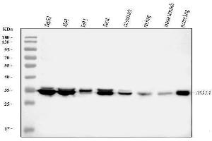Western blot analysis of ANXA4 using anti-ANXA4 antibody (ABIN5518805). (Annexin IV antibody  (Middle Region))