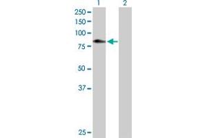 Western Blot analysis of C1S expression in transfected 293T cell line by C1S MaxPab polyclonal antibody. (C1S antibody  (AA 1-688))