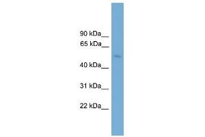 BBS4 antibody used at 1 ug/ml to detect target protein.