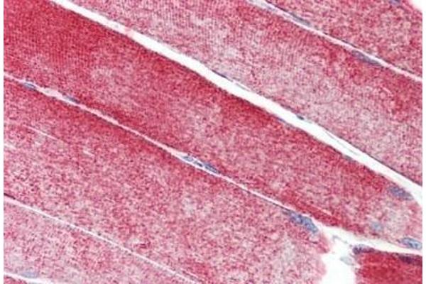 MAP3K10 antibody  (AA 110-138)