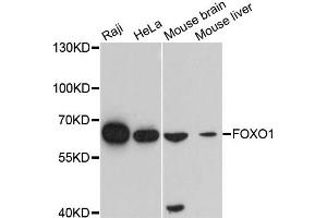 Western blot analysis of extracts of various cell lines, using FOXO1 antibody. (FOXO1 antibody)