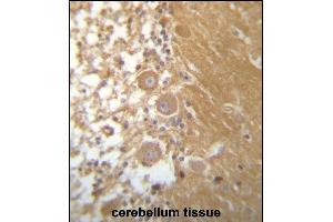 DEGS1 Antibody (N-term) (ABIN657334 and ABIN2846402) immunohistochemistry analysis in formalin fixed and paraffin embedded human cerebellum tissue followed by peroxidase conjugation of the secondary antibody and DAB staining. (DEGS1 antibody  (N-Term))