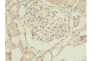 Immunohistochemistry of paraffin-embedded human kidney tissue using ABIN7145408 at dilution of 1:100 (B3GNT1 antibody  (AA 161-415))