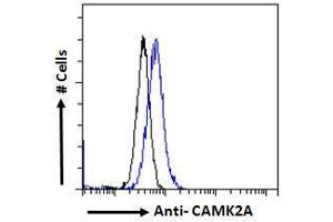 ABIN570984 Flow cytometric analysis of paraformaldehyde fixed Kelly cells (blue line), permeabilized with 0. (CaMKII alpha/beta (Internal Region) antibody)