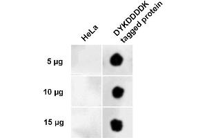 Dot Blot analysis using Rabbit Anti-DYKDDDDK Tag Polyclonal Antibody (ABIN5651038). (DYKDDDDK Tag antibody  (FITC))