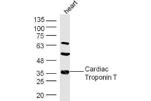 Mouse heart lysates probed with Rabbit Anti-Troponin T Polyclonal Antibody, Unconjugated  at 1:500 for 90 min at 37˚C. (Troponin T antibody  (AA 201-298))