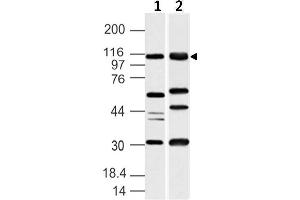 Image no. 1 for anti-Ubiquitin-Like Modifier Activating Enzyme 6 (UBA6) (AA 710-955) antibody (ABIN5027617) (UBA6 antibody  (AA 710-955))
