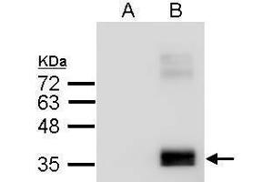 WB Image Sample (2. (APOE antibody  (C-Term))