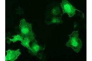 Anti-GAS7 mouse monoclonal antibody (ABIN2453056) immunofluorescent staining of COS7 cells transiently transfected by pCMV6-ENTRY GAS7 (RC215256). (GAS7 antibody)