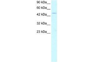 WB Suggested Anti-PPARA Antibody Titration:  2. (PPARA antibody  (Middle Region))