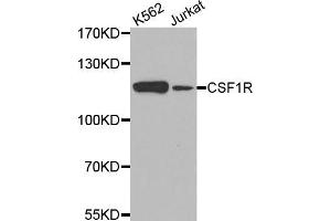 Western blot analysis of extracts of various cell lines, using CSF1R antibody (ABIN5971549) at 1/500 dilution. (CSF1R antibody)
