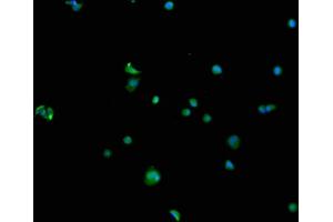 SEMA4F antibody  (AA 417-659)