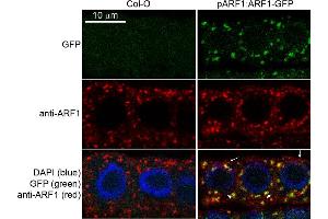 Image no. 1 for anti-ADP-Ribosylation Factor 1 (ARF1) antibody (ABIN2688655) (ARF1 antibody)