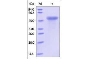 Human CD99, Fc Tag on SDS-PAGE under reducing (R) condition.