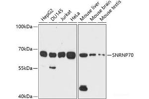Western blot analysis of extracts of various cell lines using SNRNP70 Polyclonal Antibody at dilution of 1:1000. (SNRNP70 antibody)