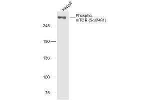 HepG2 lysates probed with mTOR (Ser2481) Polyclonal Antibody, Unconjugated  at 1:300 dilution and 4˚C overnight incubation. (MTOR antibody  (pSer2481))