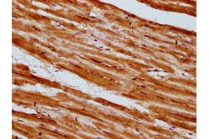 IHC image of ABIN7156159 diluted at 1:300 and staining in paraffin-embedded human heart tissue performed on a Leica BondTM system. (PLCL1 antibody  (AA 1-108))