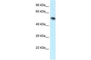 Image no. 1 for anti-Vacuolar Protein Sorting 4 Homolog B (vps4b) (AA 70-119) antibody (ABIN6747629) (VPS4B antibody  (AA 70-119))