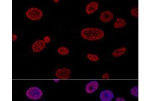 Confocal immunofluorescence analysis of U2OS cells using ALYREF Polyclonal Antibody at dilution of 1:100. (THO Complex 4 antibody)