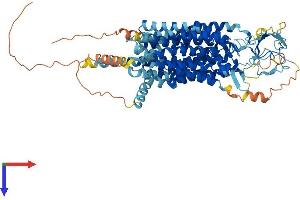 Solute Carrier Organic Anion Transporter Family, Member 1b2 (SLCO1B2) (AA 1-689) protein (His tag)