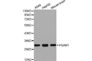 PGAM1 Antikörper  (AA 1-254)