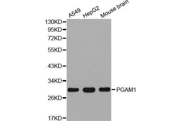 PGAM1 Antikörper  (AA 1-254)