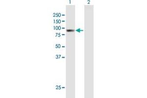 Western Blot analysis of ARHGAP9 expression in transfected 293T cell line by ARHGAP9 MaxPab polyclonal antibody. (ARHGAP9 antibody  (AA 1-750))