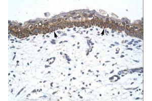 Image no. 1 for anti-Zinc Finger Protein 385A (ZNF385A) (AA 256-305) antibody (ABIN6735827) (ZNF385A antibody  (AA 256-305))
